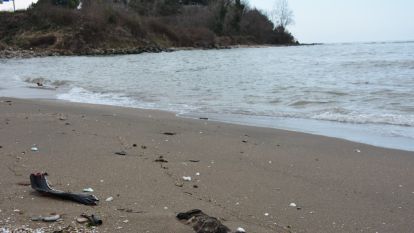 Giresun'da sahilde çok sayıda ölü köpek bulundu