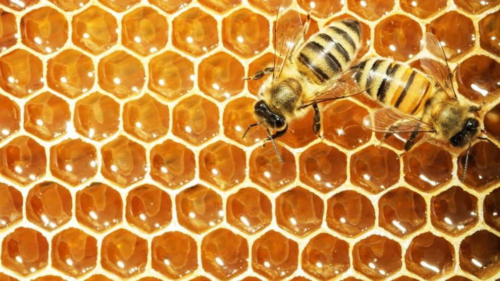 Arıların Mucizevi Yetenekleri: Petek Yapımı ve Kullanımı