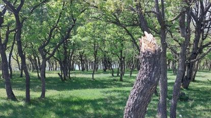 Gölköy'de ağaçları talan ettiler